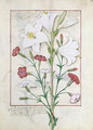 Illustration from the Book of Simple Medicines by Mattheaus Platearius d.c.1161 c.1470 24 - Robinet Testard