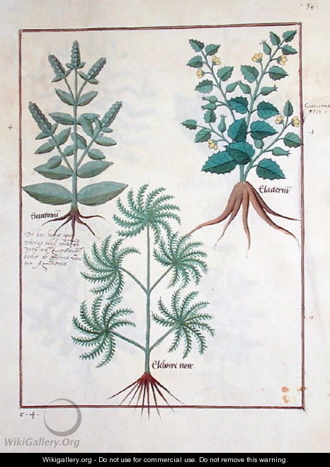 Lavender, Hellebore, and a relative of the Cucumber family, Illustration from the Book of Simple Medicines by Mattheaus Platearius d.c.1161 c.1470 - Robinet Testard