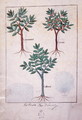 Illustration from the Book of Simple Medicines by Mattheaus Platearius d.c.1161 c.1470 17 - Robinet Testard