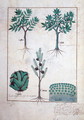 Illustration from the Book of Simple Medicines by Mattheaus Platearius d.c.1161 c.1470 16 - Robinet Testard