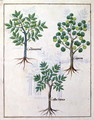 Illustration from the Book of Simple Medicines by Mattheaus Platearius d.c.1161 c.1470 9 - Robinet Testard