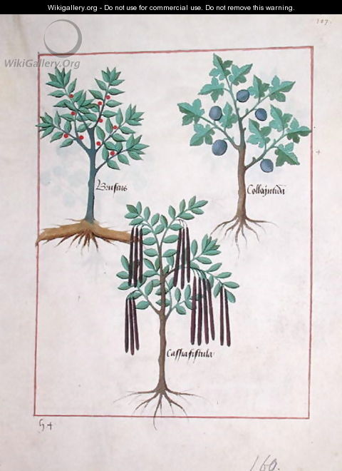 Illustration from the Book of Simple Medicines by Mattheaus Platearius d.c.1161 c.1470 8 - Robinet Testard