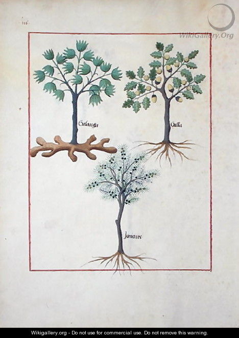 Illustration from the Book of Simple Medicines by Mattheaus Platearius d.c.1161 c.1470 7 - Robinet Testard