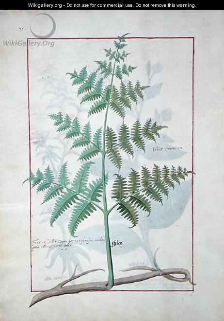 Illustration from the Book of Simple Medicines by Mattheaus Platearius d.c.1161 c.1470 2 - Robinet Testard
