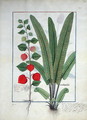 Physalis left Illustration from the Book of Simple Medicines by Mattheaus Platearius d.c.1161 c.1470 - Robinet Testard