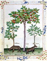 Hazelnut Bush left and Cherry tree centre, Illustration from the Book of Simple Medicines by Mattheaus Platearius d.c.1161 c.1470 - Robinet Testard