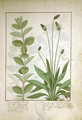Mint and Plantain, or Ribwort, illustration from The Book of Simple Medicines by Mattheaus Platearius d.c.1161 - Robinet Testard