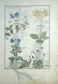 Top row- Blue Clematis or Crowfoot and Primula. Bottom row- Borage or Forget-me-not and Marguerita Daisy, illustration from The Book of Simple Medicines by Matthaeus Platearius d.c.1161 c.1470 - Robinet Testard