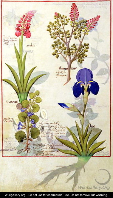 Top row- Orchid and Fumitory or Bleeding Heart. Bottom row- Hedera and Iris, illustration from The Book of Simple Medicines by Mattheaus Platearius d.c.1161 c.1470 - Robinet Testard