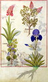 Top row- Orchid and Fumitory or Bleeding Heart. Bottom row- Hedera and Iris, illustration from The Book of Simple Medicines by Mattheaus Platearius d.c.1161 c.1470 - Robinet Testard