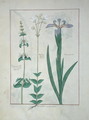Lamium Album or White Dead Nettle, Melandryon, and Iris Minor, illustration from The Book of Simple Medicines by Mattheaus Platearius d.c.1161 c.1470 - Robinet Testard