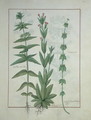 Elusae Gennus, Caraway Thyme, and Crosswort, illustration from The Book of Simple Medicines by Mattheaus Platearius d.c.1161 c.1470 - Robinet Testard