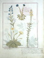 Top row- Onobrychis or Sainfoin, and Aphyllanthes. Bottom row- Linaria Lutea, and Primula Veris or Primrose, illustration from The Book of Simple Medicines by Mattheaus Platearius d.c.1161 c.1470 - Robinet Testard