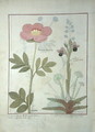 Paeonia or Peony, and Orchis myanthos, illustration from The Book of Simple Medicines by Mattheaus Platearius d.c.1161 c.1470 - Robinet Testard