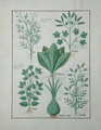Top row- Yellow Bugle, Incensaria and Lupius. Bottom row- Dogs Mercury, Lily Leek and Lentilles, illustration from The Book of Simple Medicines, by Matteaus Platearius d.c.1161 c.1470 - Robinet Testard