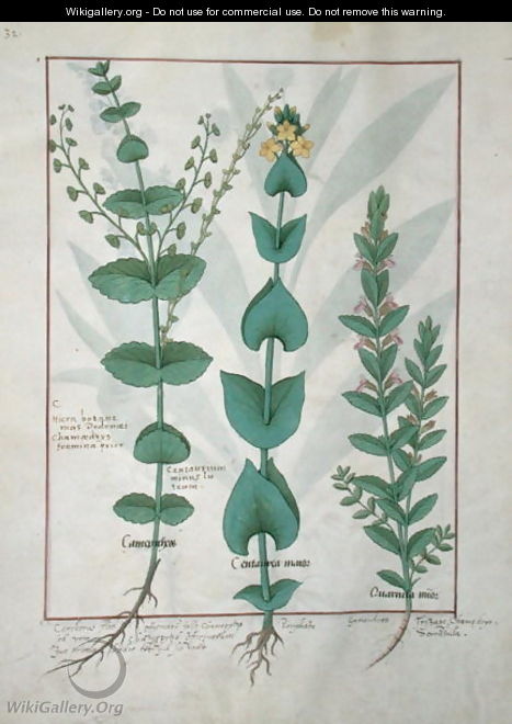 Chamaedrys, Common Centaury and Germander, illustration from The Book of Simple Medicines, by Mattheaus Platearius d.c.1161 c.1470 - Robinet Testard
