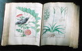 Two pages depicting Rose and Garlic, from The Book of Simple Medicines by Mattheus Platearius d.c.1161 c.1470 - Robinet Testard