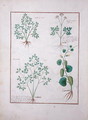 Top Row- Sage and Bupleurum, illustration from The Book of Simple Medicines by Mattheaus Platearius d.c.1161 c.1470 - Robinet Testard