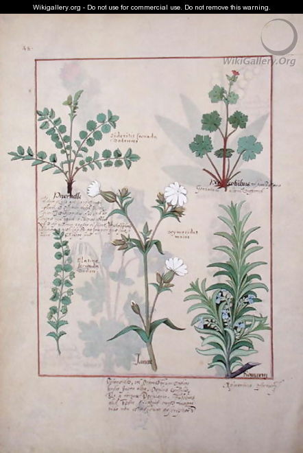 Illustration from The Book of Simple Medicines by Mattheaus Platearius d.c.1161 c.1470 56 - Robinet Testard
