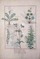 Illustration from The Book of Simple Medicines by Mattheaus Platearius d.c.1161 c.1470 56 - Robinet Testard