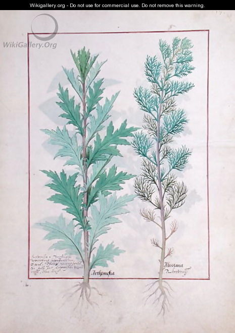 Two varieties of Artemesia, illustration from The Book of Simple Medicines by Mattheaus Platearius d.c.1161 c.1470 - Robinet Testard