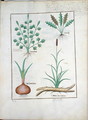 Illustration from The Book of Simple Medicines by Mattheaus Platearius d.c.1161 c.1470 52 - Robinet Testard