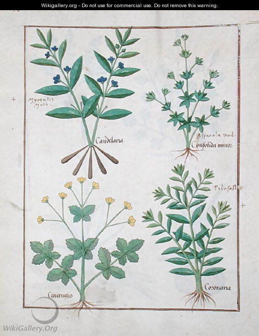 Illustration from the Book of Simple Medicines by Mattheaus Platearius d.c.1161 c.1470 51 - Robinet Testard