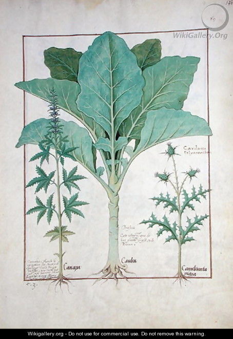 Cannabis, Brassica and Thistle, Illustration from the Book of Simple Medicines by Mattheaus Platearius d.c.1161 c.1470 - Robinet Testard