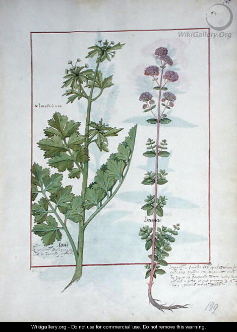 Illustration from the Book of Simple Medicines by Mattheaus Platearius d.c.1161 c.1470 49 - Robinet Testard