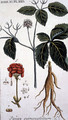 Panax quinquefolium American Ginseng engraved by T. S. Leitner, plate 155, illustration from the Plate Collection of the Botany Library - B Thanner