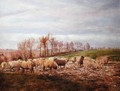 Sheep grazing on turnip tops - Walter Scott-Boyd
