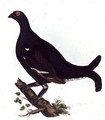 Black Grouse, from Illustrations of British Ornithology - Prideaux John Selby