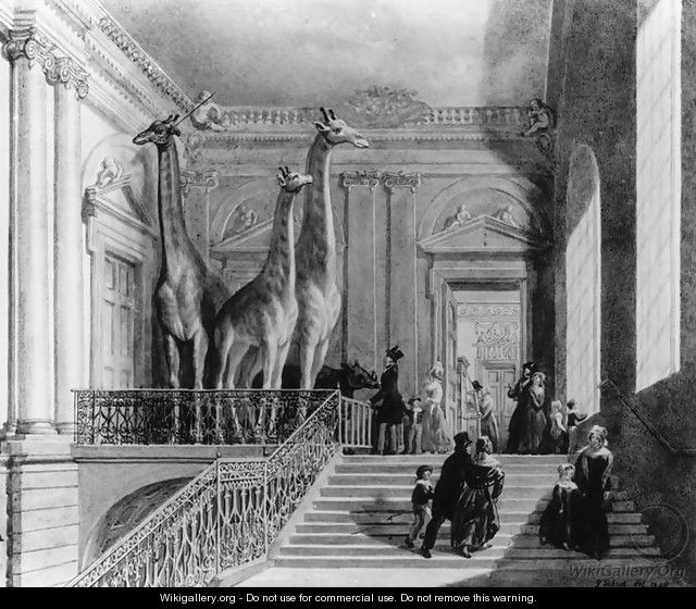 Giraffes on the staircase in the British Museum, 1845 - George the Elder Scharf