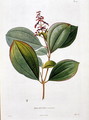 Melastoma racemosa, engraved by Bouquet, plate 27 from Part VI of Voyage to Equinoctial Regions of the New Continent by Friedrich, Baron von Humboldt 1769-1859 and Aime Bonpland 1773-1858 pub. 1806 - Pierre Jean Francois Turpin