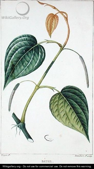 Betel, botanical plate, c.1810 - Pierre Jean Francois Turpin