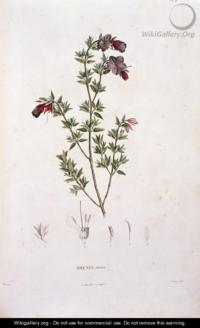Rhexia stricta, engraved by Bouquet, plate 8 from Part VI of Voyage to Equinoctial Regions of the New Continent by Friedrich Alexander, Baron von Humboldt 1769-1859 and Aime Bonpland 1773-1858 pub. 1806 - Pierre Jean Francois Turpin