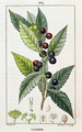 Laurel, botanical plate, c.1810 - Pierre Jean Francois Turpin