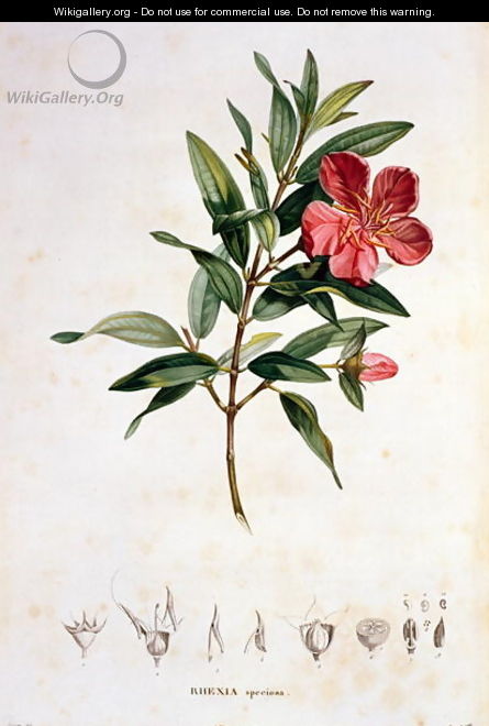 Rhexia speciosa, engraved by Bouquet, plate 4 from Part VI of Voyage to Equinoctial Regions of the New Continent by Friedrich Alexander, Baron von Humboldt 1769-1859 and Aime Bonpland 1773-1858 pub. 1806 - Pierre Jean Francois Turpin