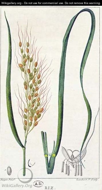 Rice, c.1820 - Pierre Jean Francois Turpin