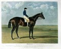 'Mango', the Winner of the Great St. Leger Stakes at Doncaster, 1837 - John Frederick Herring Snr