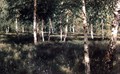 Birch Copse, 1889 - Isaak Ilyich Levitan