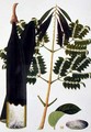 Kachang Kayoo or Bignonia Indica, from 'Drawings of Plants from Malacca', c.1805-18 - Anonymous Artist