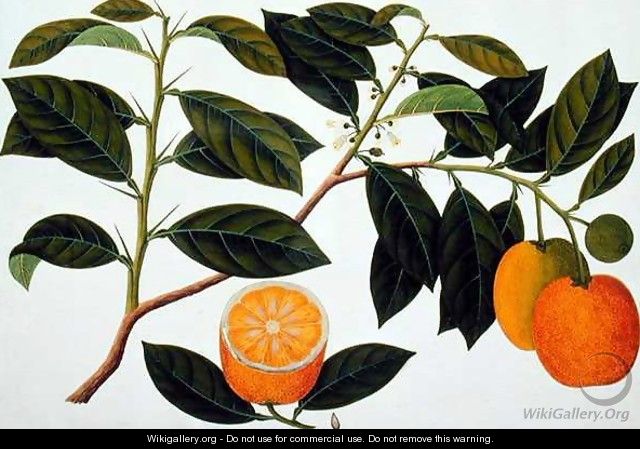 Lemomanies Macao-Macao Oranges, from 