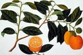 Lemomanies Macao-Macao Oranges, from 'Drawings of Plants from Malacca', c.1805-18 - Anonymous Artist