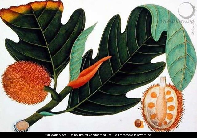 Trab or Artocarpus incesses, from 
