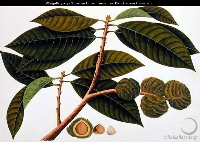 Brangam or Malay Chestnut, from 