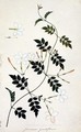 Jasminium grandiflorum, from 'Drawings of Plants from Malacca', c.1805-18 - Anonymous Artist