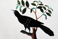 Black Bird, from 'Drawings of Birds from Malacca', c.1805-18 (1) - Anonymous Artist