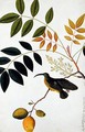 Long-beaked Humming Bird, Poko Booah Kadonong, from 'Drawings of Birds from Malacca', c.1805-18 - Anonymous Artist