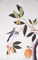 Nam-Nam Boorong Goolalay, Cynometra cauliflora, from 'Drawings of Birds from Malacca', c.1805-18 - Anonymous Artist